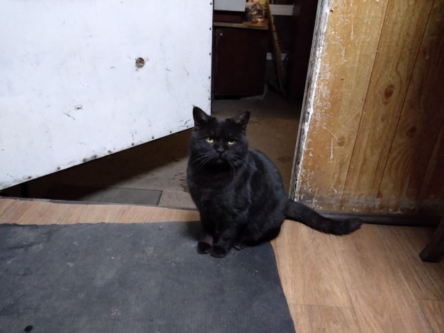 Котовторник. Начало.