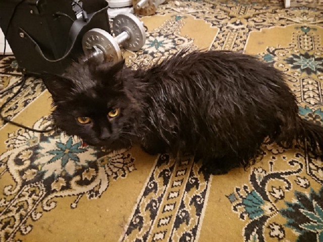 Котовторник 28.01.2020