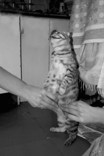 Кормим кота с рук