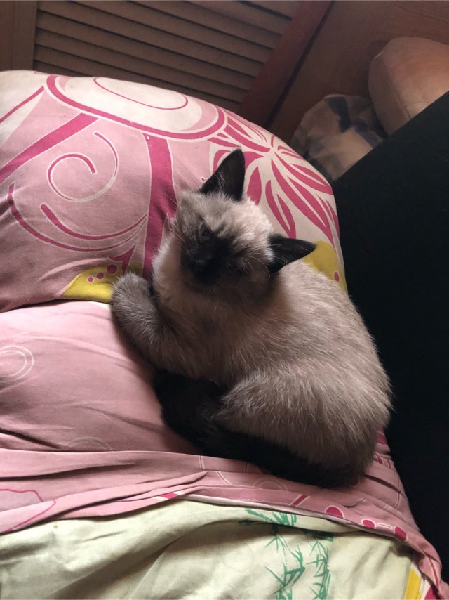 Котовторник 13.10.2020