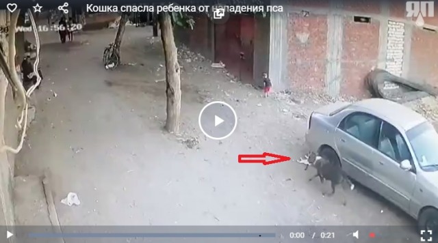 Кошка спасла ребенка от нападения пса