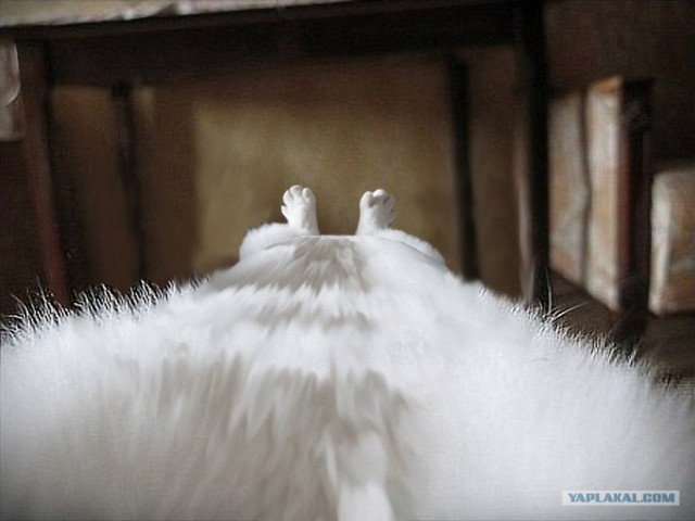 Фотожаба: Ноги котэ