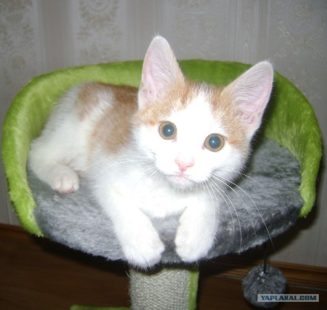 Исполняют кот Манго и щенок Милкшейк