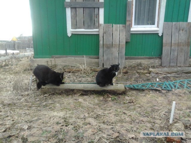 История одного котенка