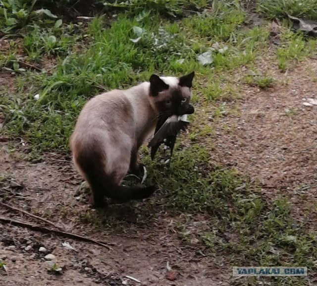 С котовторником!