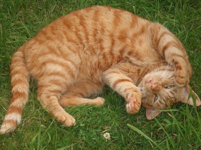 Которник