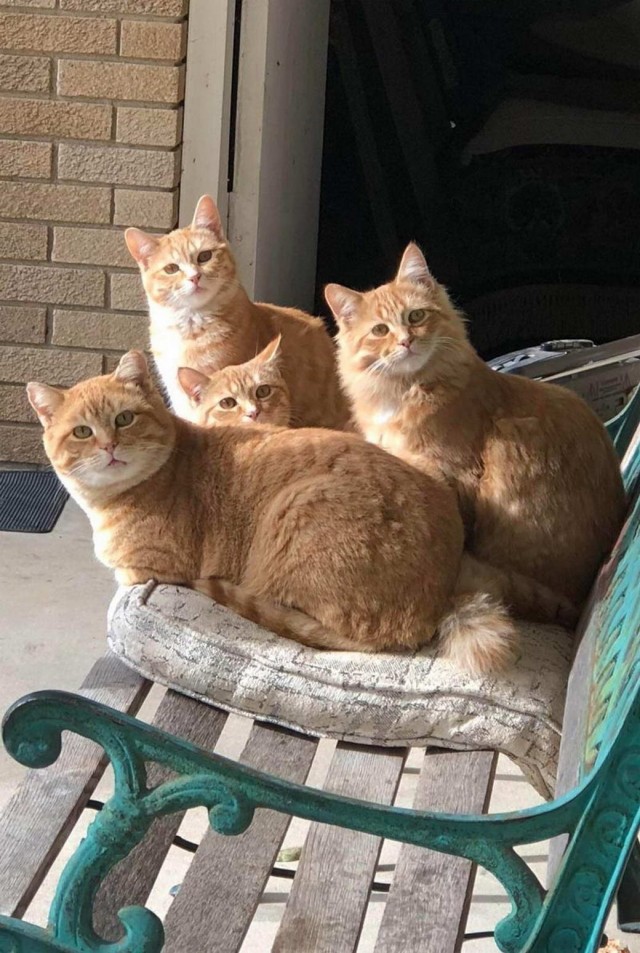 Разные котики