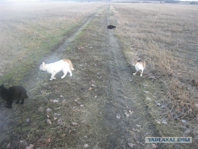 Жизнь домашнего приюта для котеек 383