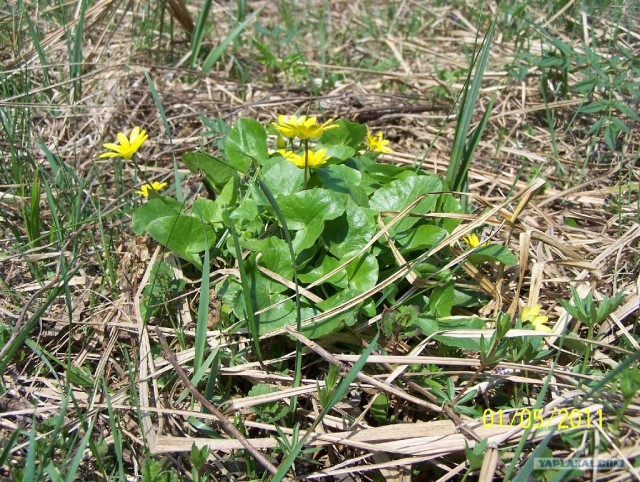 Зеленый (сельский) туризм в Моринцах (Украина)