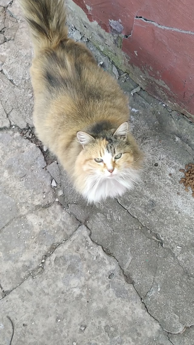 Котовторник! Пара фоток суровых котов.