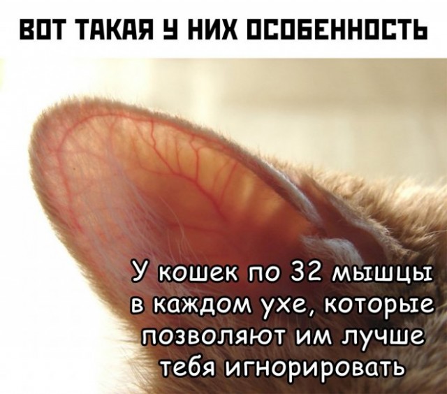 Картинки и мемы для настроения - 19