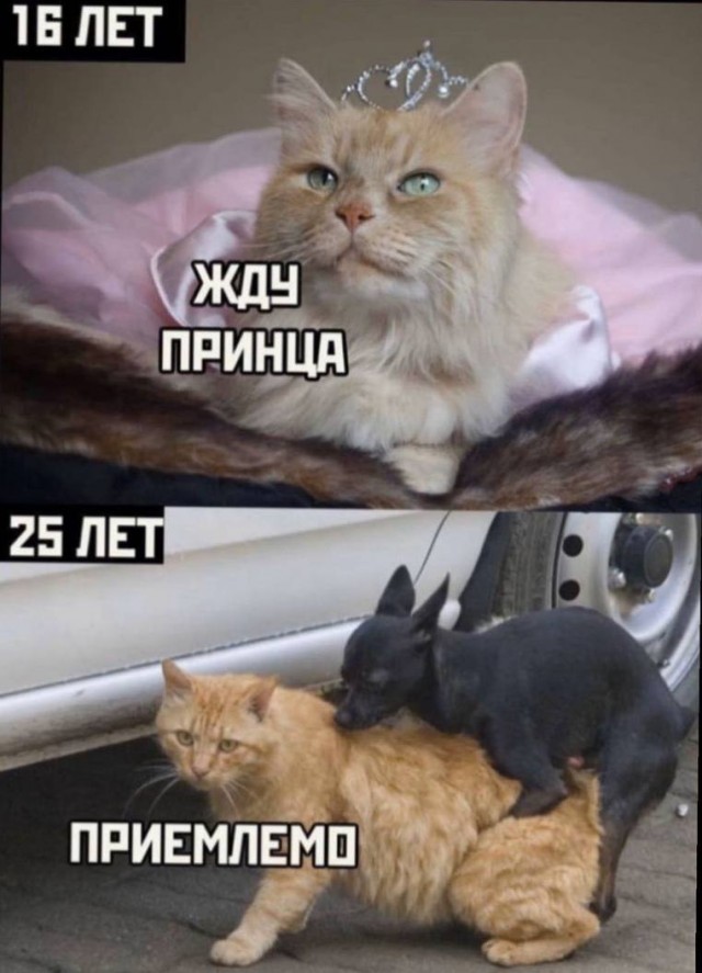 Пятница. И немного слегка пошлых картинок с надписями и без 16+ (12.08)