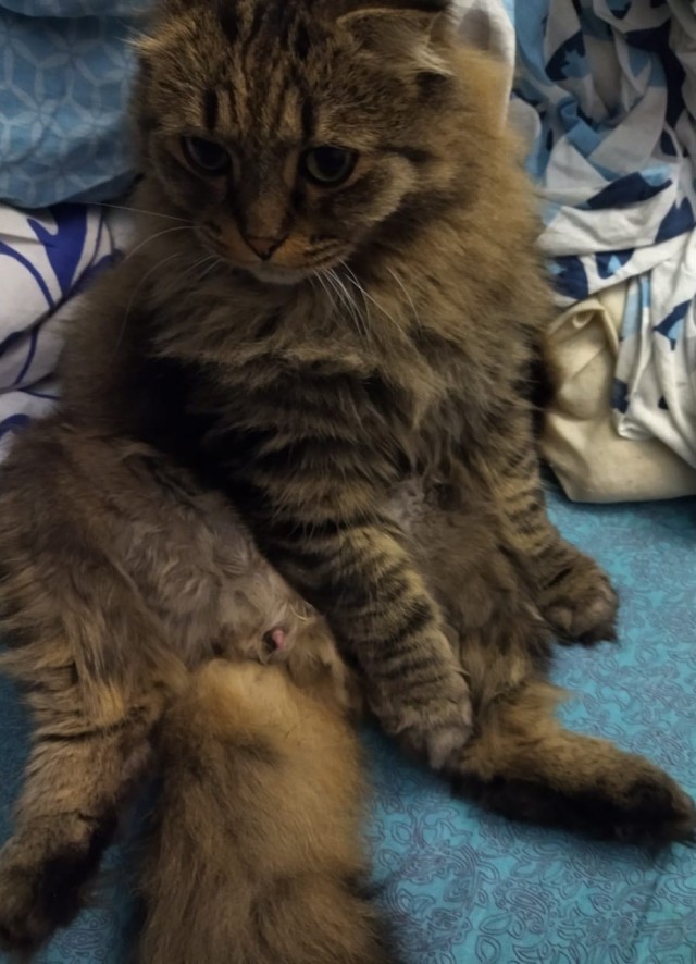 К котовторнику