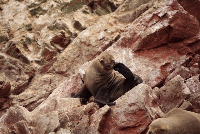 Южно-Американский дневник. Перу.