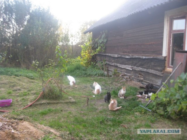 Жизнь домашнего приюта для котеек 417