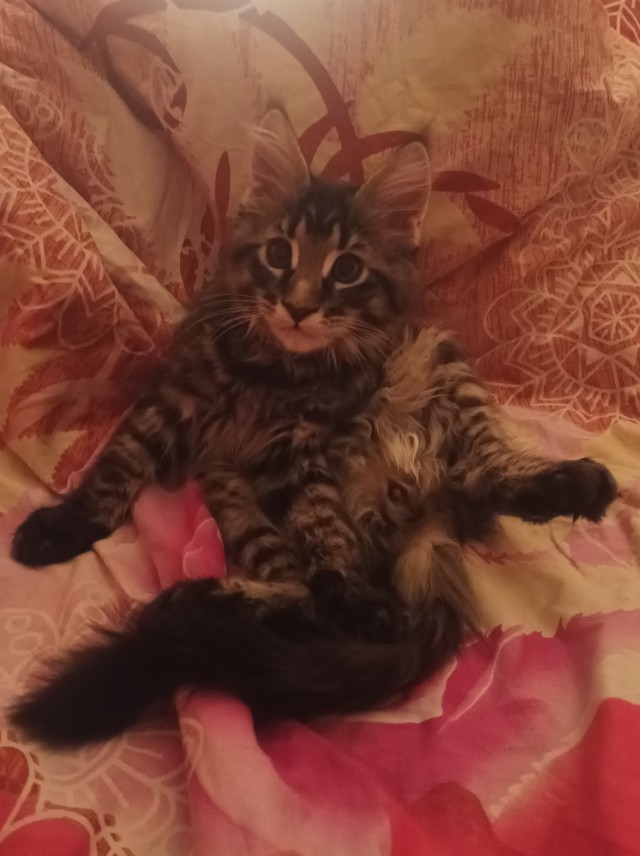 К котовторнику
