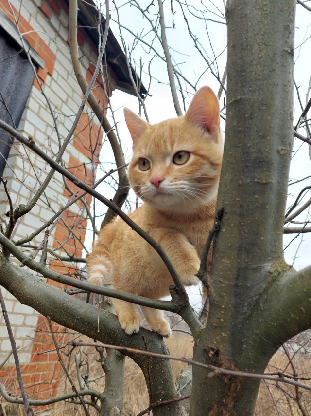Котовторнику посвящается!