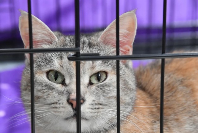 Суд в России запретил коту заходить в одну из комнат в квартире