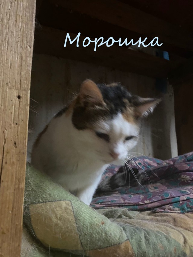 Жизнь домашнего приюта "Котоленд" 383