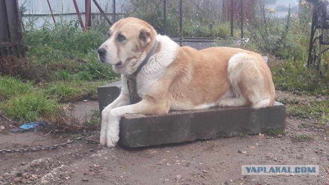 Собакам Япа
