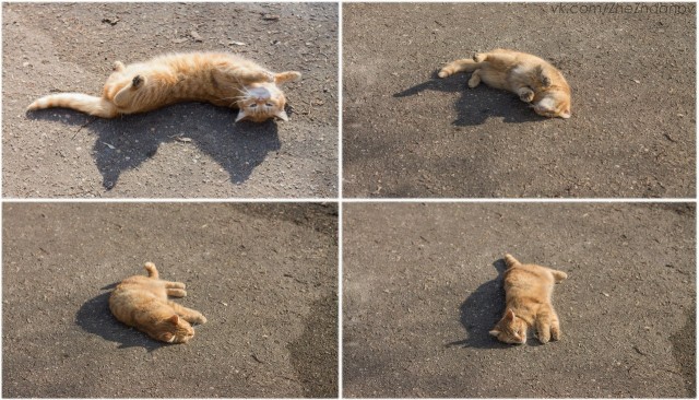 Котовторник 16.04.2013