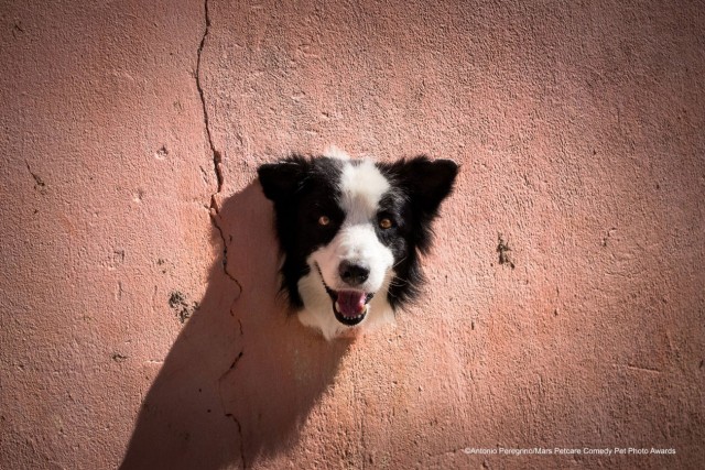 Comedy Pet Photo Awards 2020