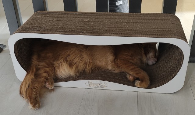 Котовторник Рыжих