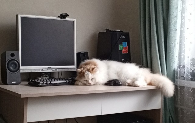 Осенняя кошка