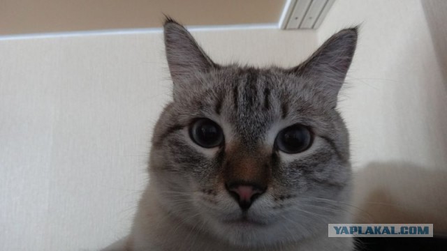 Котовторник 23.04.2013