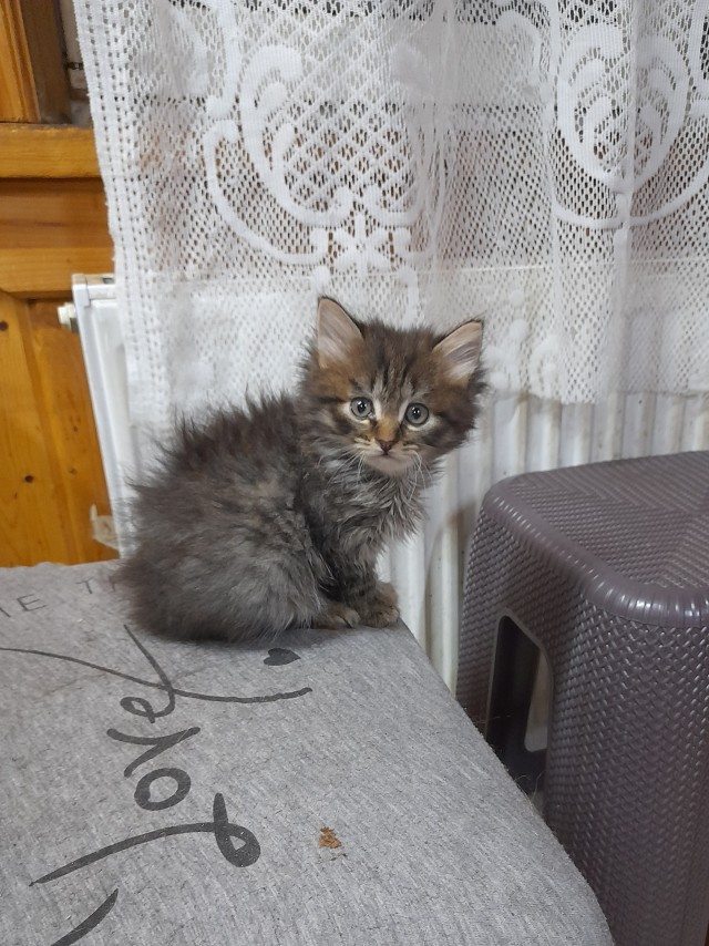 Отдам котенка