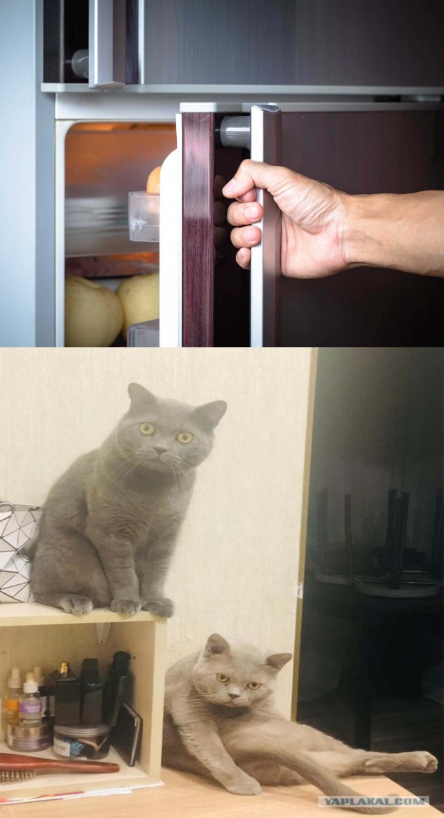 Сына котики