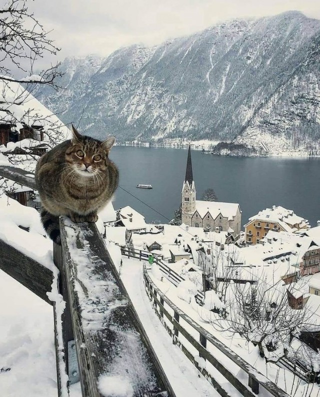 Котики из снега и котики на снегу