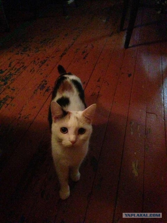 Котовторник 21.05.2013