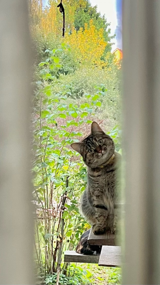 Котэ