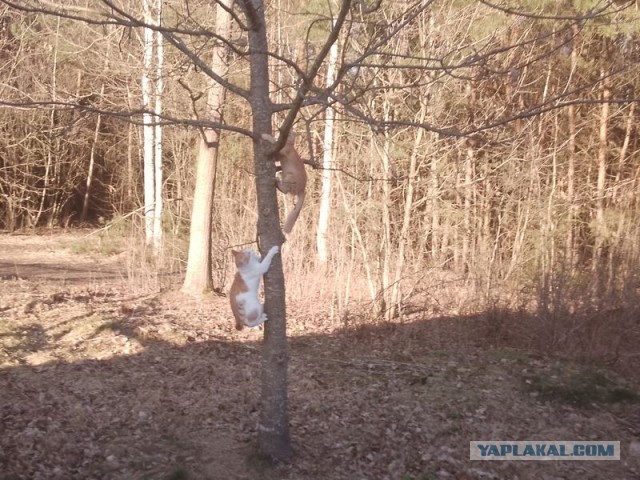 Жизнь домашнего приюта для котеек 534