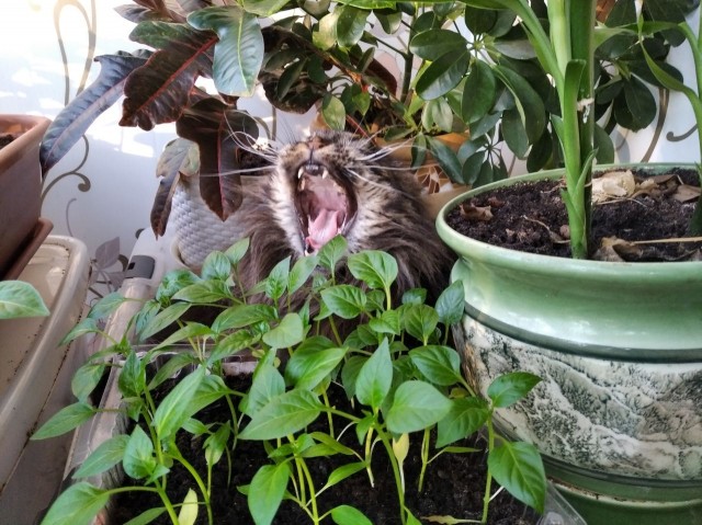 Предчувствие дачного сезона.