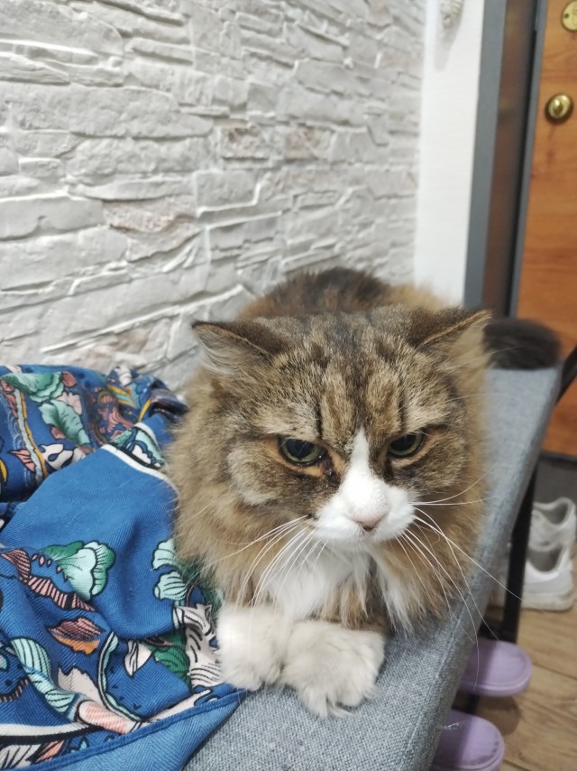 Спящий кот