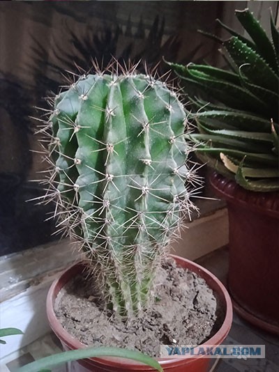 Домашние растения