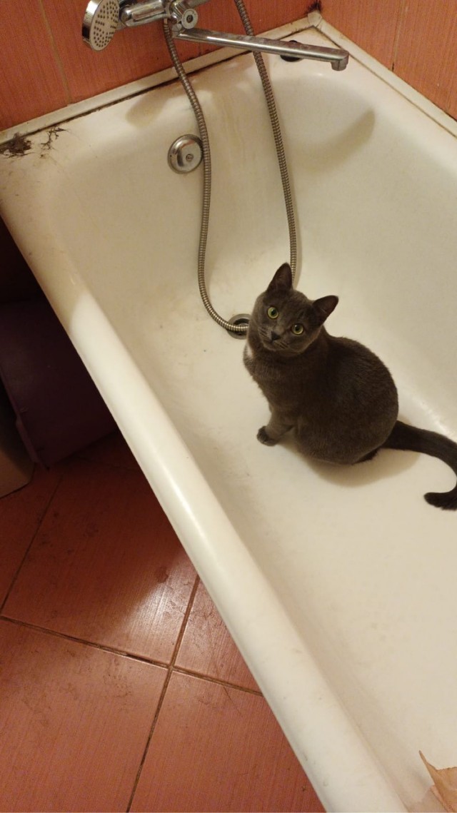 Котовторник