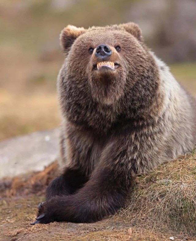 Финалисты фотоконкурса Nikon Comedy Wildlife Awards 2025