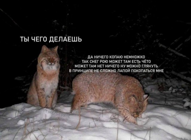 Небаянистая деградация 5