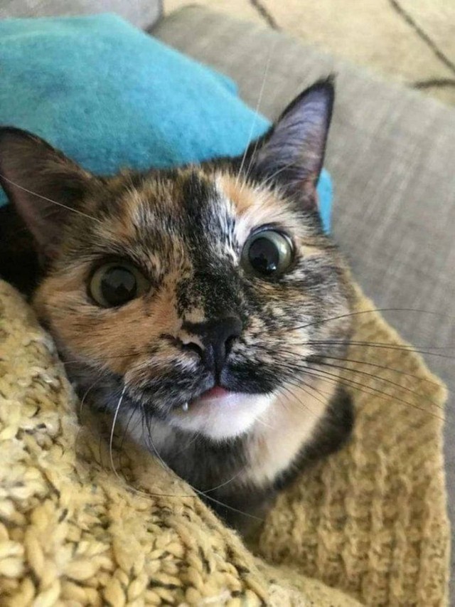 Чутка кошек