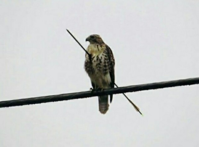 Когда-то и орла вела дорога приключений