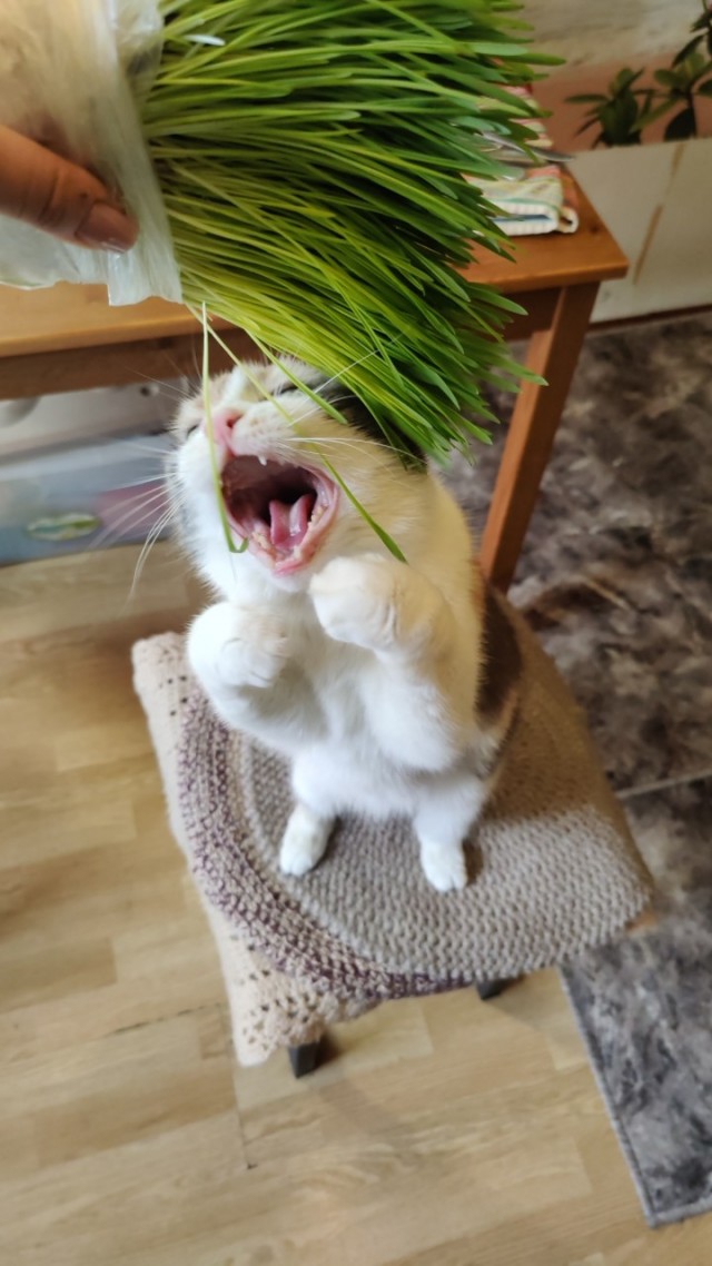 А котовторник уже пришёл?