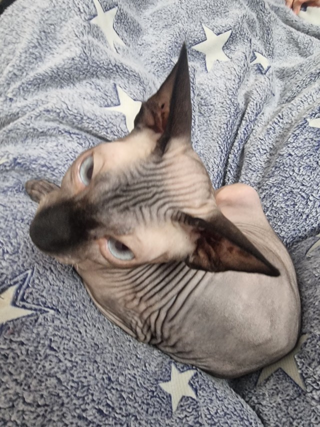 Принимайте в свои ряды которабы