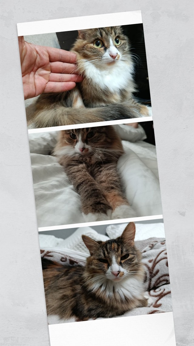 Девушка каждый день кормила бездомную кошку, а когда та родила единственного котёнка, то вежливо попросила забрать его