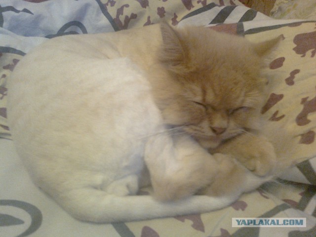 Котовторник  30.07.2013