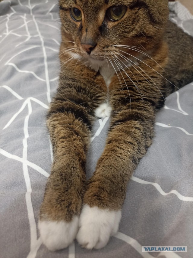 Котовторник 29.09.2026