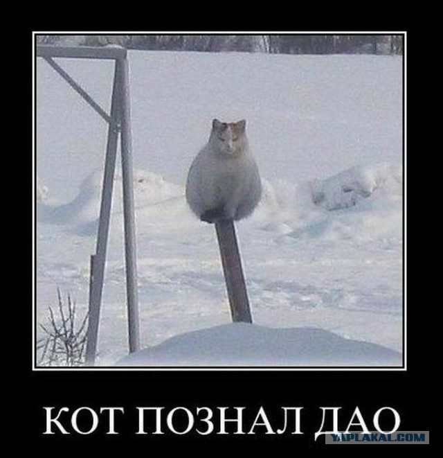 Кот постиг Дзен.