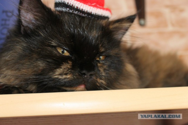 Котовторник 18.03.2014